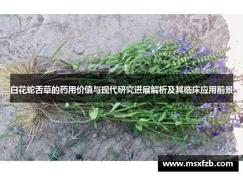 白花蛇舌草的药用价值与现代研究进展解析及其临床应用前景